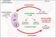 Metabolic stress-dependent regulation of the mitochondrial